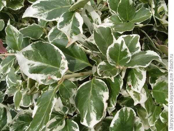 'Silver Queen'