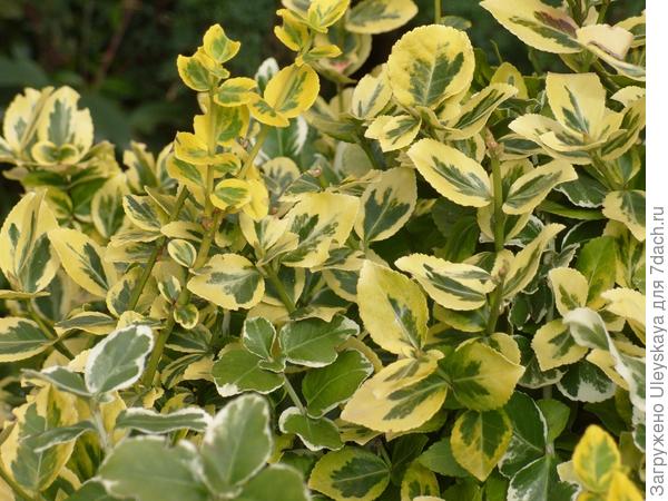 'Emerald' Gold'