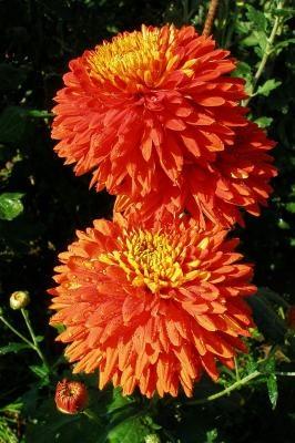 'Escort Rot'
