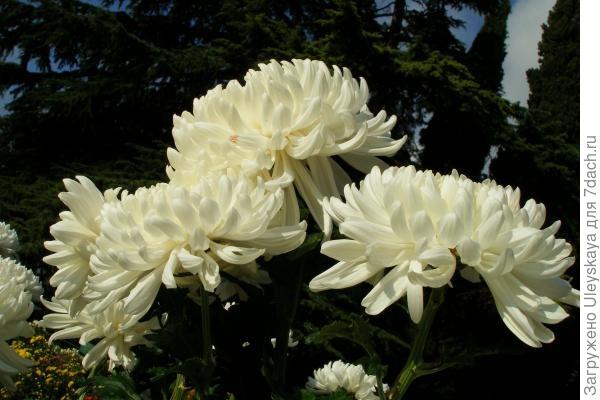 'Chita'