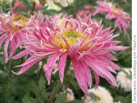 'Ami Paulette'