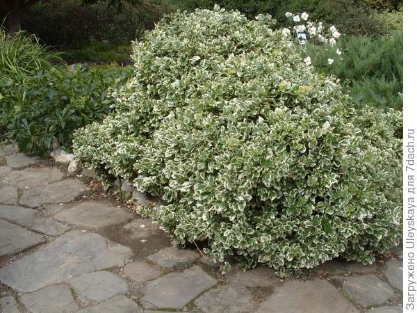 'Silver Queen'
