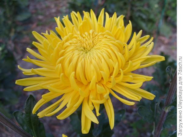 ‘Creamiest Yellow’
