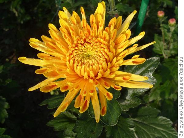 &amp;#39;Natasha&amp;#39;