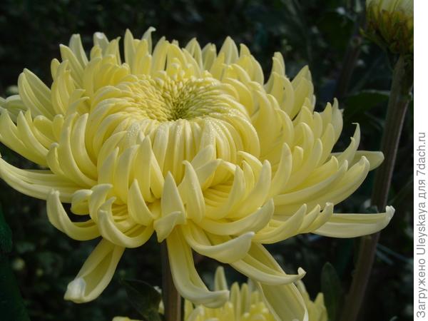 ‘Creamiest White’
