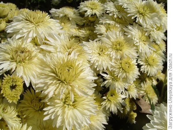 &amp;#39;Ранний Снег&amp;#39;