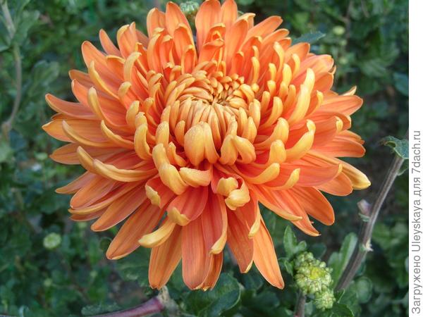 ‘Astro Bronze’