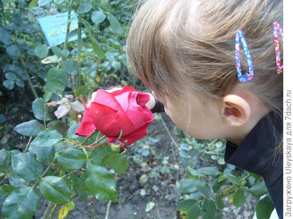 Цветут розы в октябре