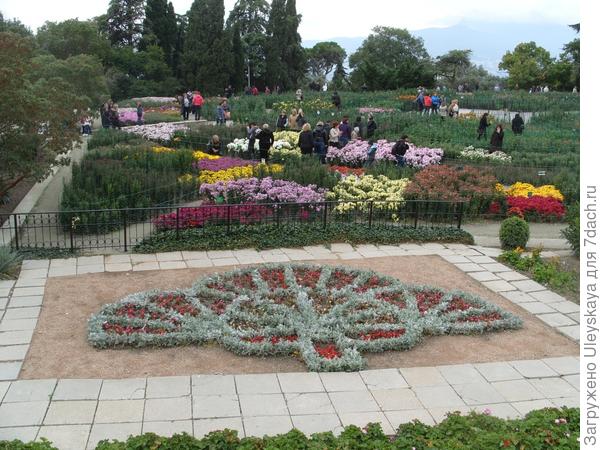 Цинерария в эмблеме Никитского ботанического сада