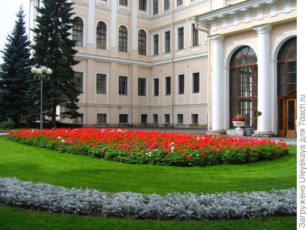 Цинерария в бордюре