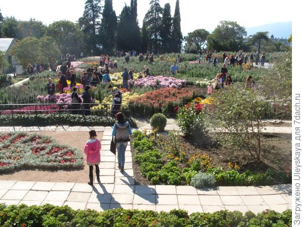 Выставочный участок хризантем Никитского ботанического сада, 20 октября