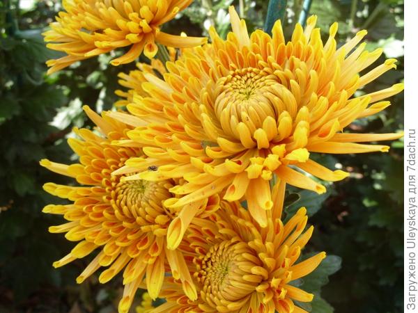 Хризантема крупноцветковая сорт Natasha