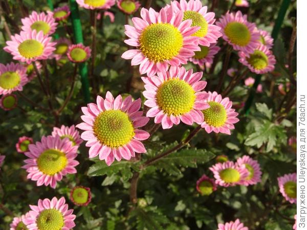 Lora Pink