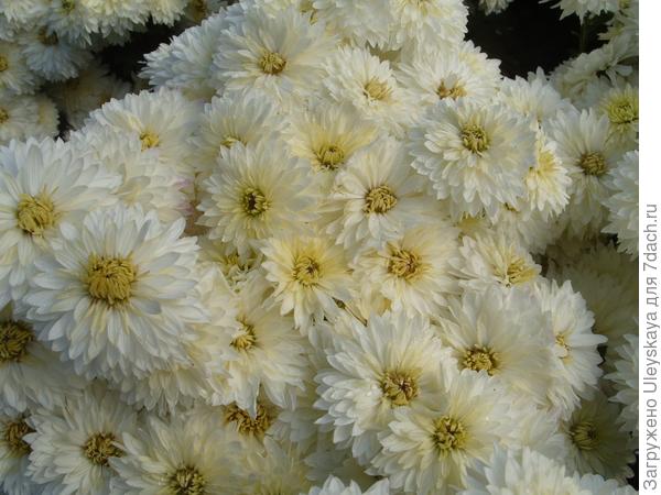 Ранний Снег 16 октября