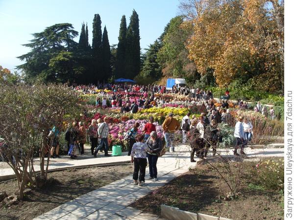 На осеннем балу хризантем в Никитском ботаническом саду 2 ноября