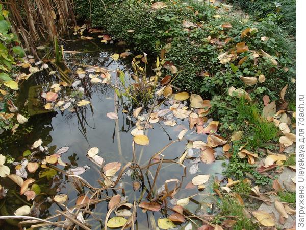 Осенний водоём