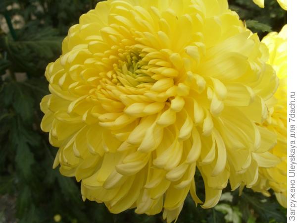 Zembla Yellow