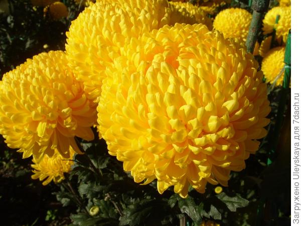 Creamiest Yellow