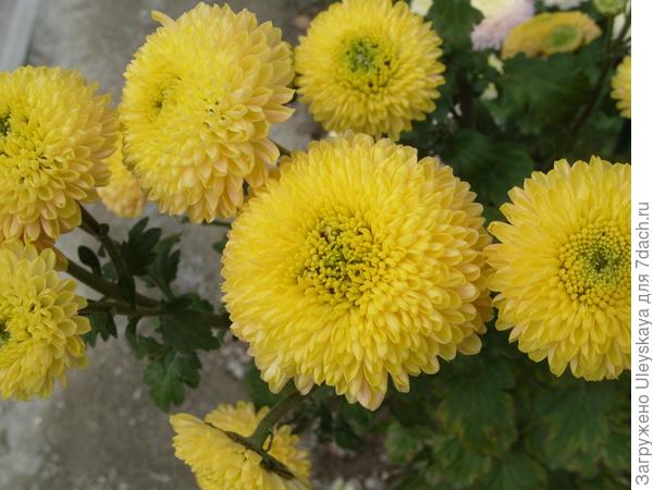 Ping Pong Yellow
