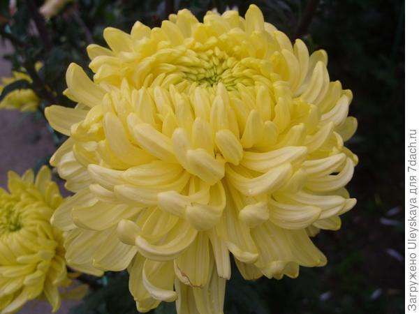 Polisadena Yellow