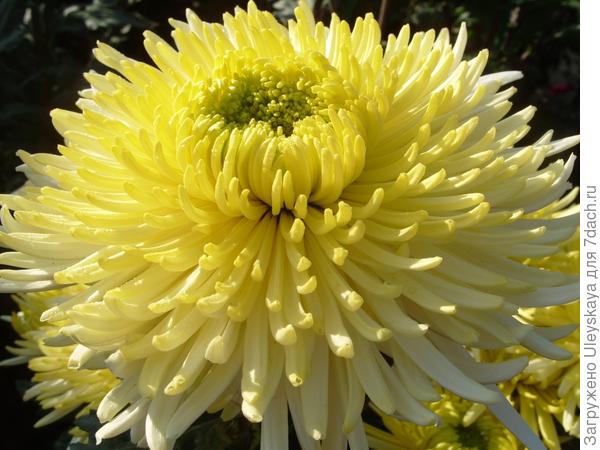 Sheena Yellow