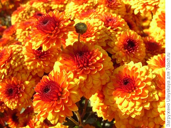 Lexy Orange