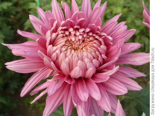 Pandion Pink