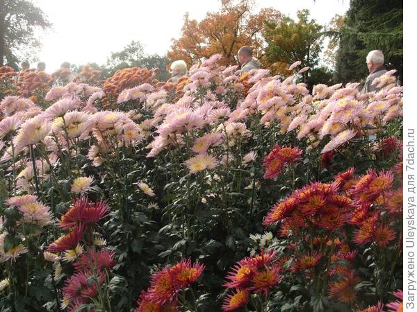 Хризантемы кругом