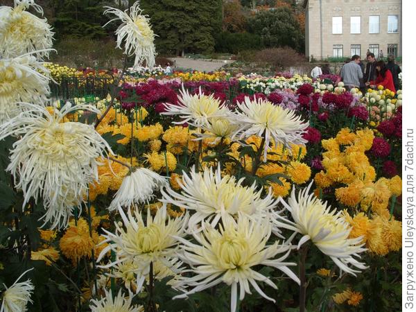 Море хризантем