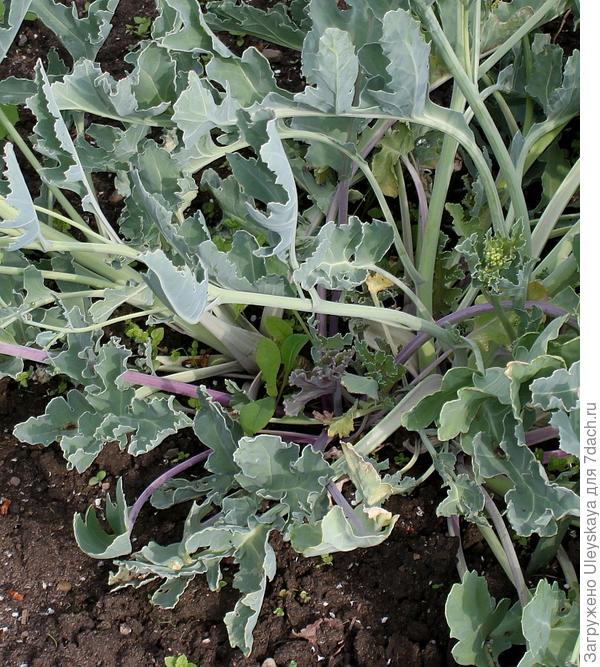 Катран приморский