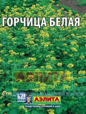 Горчица белая