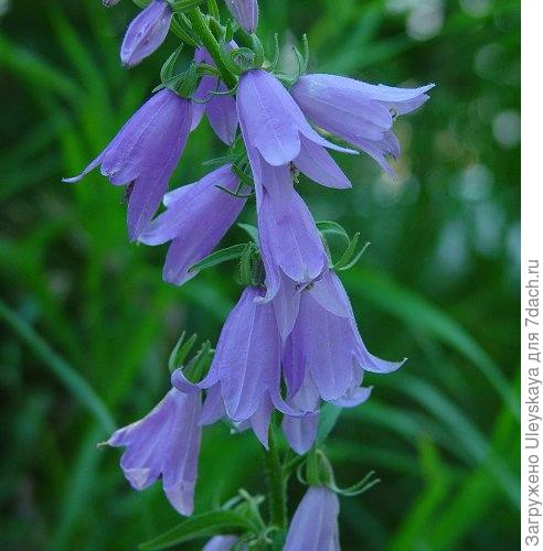 Campanula rapunculoides