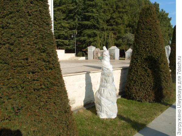 Укрытие олеандров