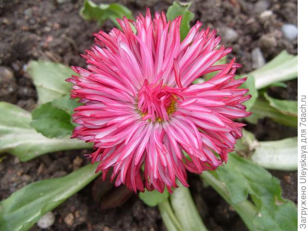 цветут маргаритки