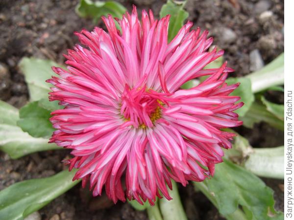 цветут маргаритки