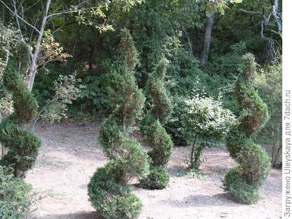 Спиральные стрижки из купрессоципариса Лейланда