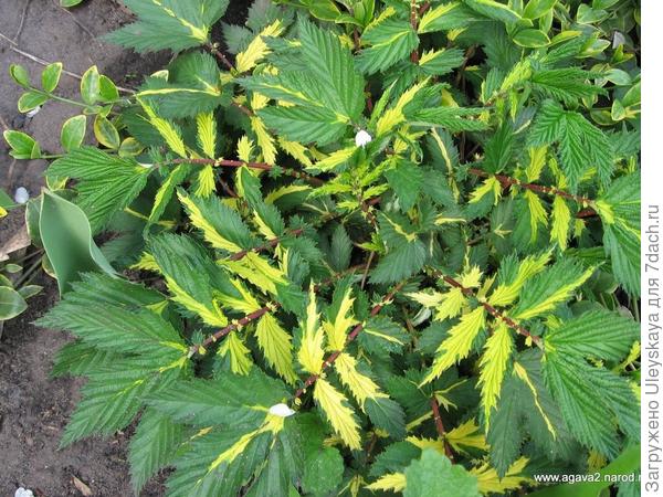 Лабазник вязолистный сорт Variegata