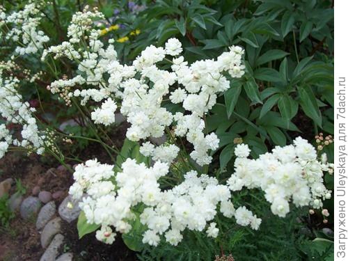 Лабазник вязолистный Flore Pleno