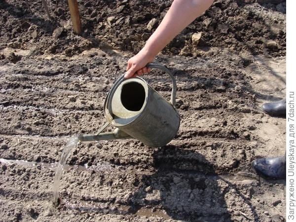 Сезонные работы в саду и огороде: третья неделя февраля () Сезонные работы в саду и огороде: третья неделя февраля