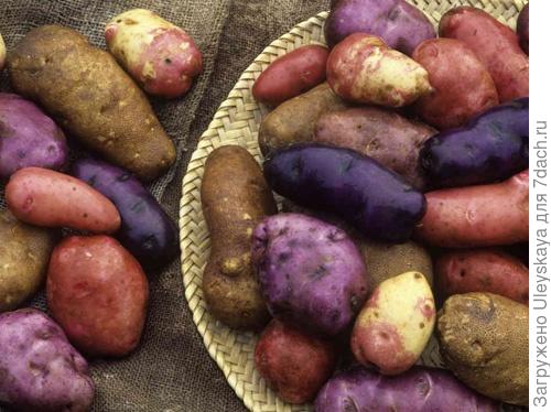 Разноцветный картофель