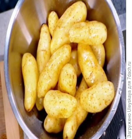Картофель сорт Kipfler