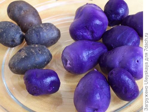 Картофель сорт ‘Franzosische Truffelkartoffel’