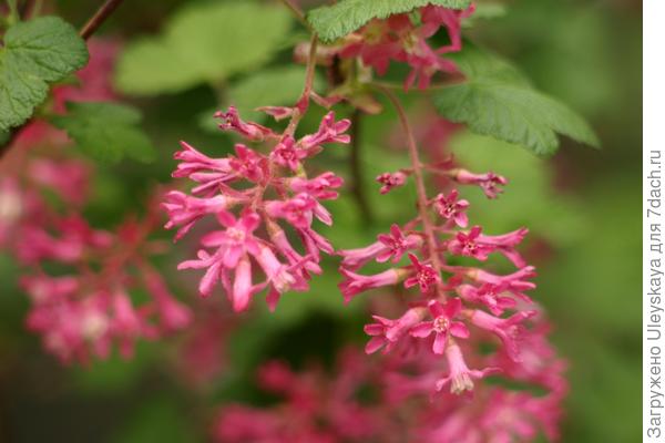 Смородина кроваво-красная