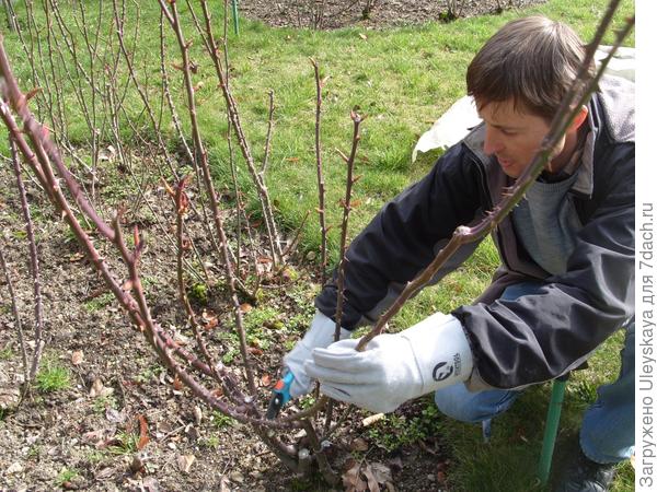 Сезонные работы в саду и огороде: первая неделя марта () Сезонные работы в саду и огороде: первая неделя марта