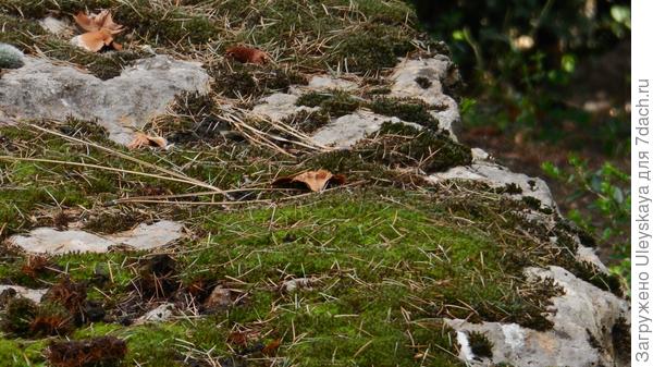 Мох и камни