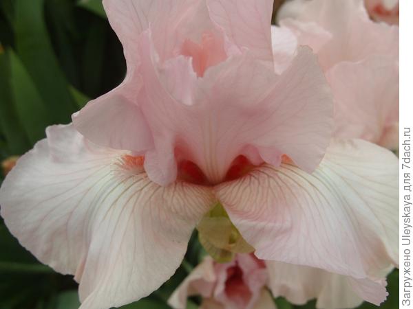 Сорт Pink Sleigh