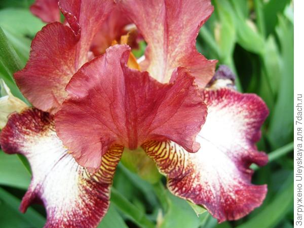 Ирис сорт Stop the Music