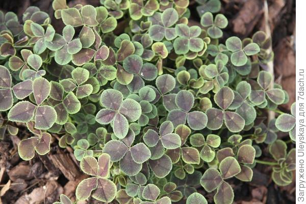 Клевер белый сорт Purpurascens Quadrifolium