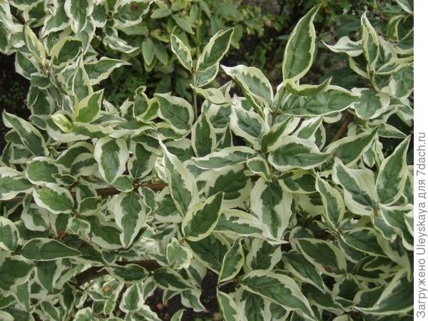 Кизил мужской форма Variegata