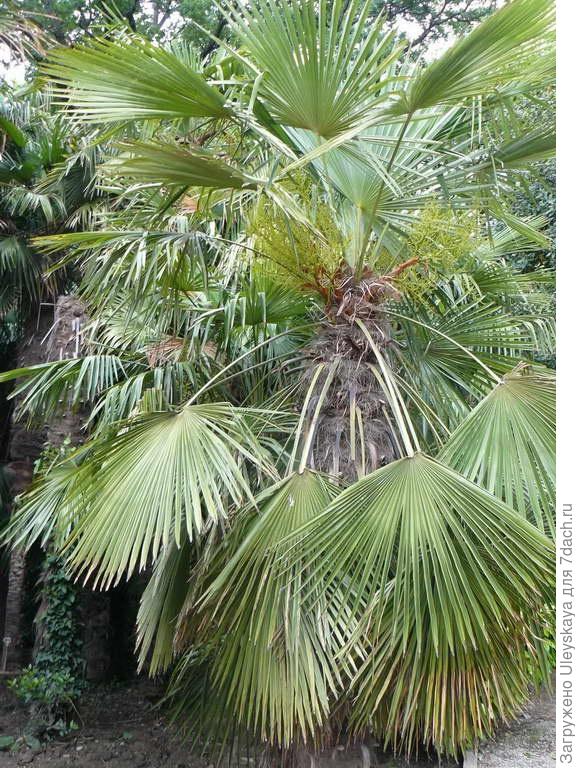 Трахикарпус Форчуна